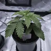Afghan Kush