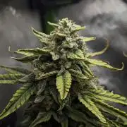 Grape Crinkle - Mephisto