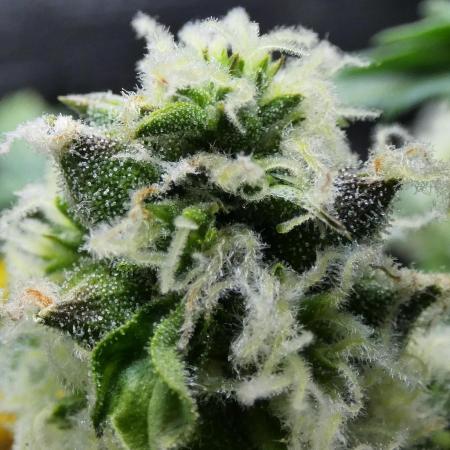 Blueberry Bastard Seed Run
