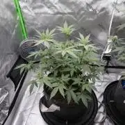 Crush Soda Kush