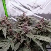 Crush Kush (stress test)