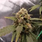 Blueberry - QCS