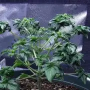 Blueberry Bastard F5 (Seed Run) - 7 East