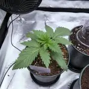 Strawberry Lights