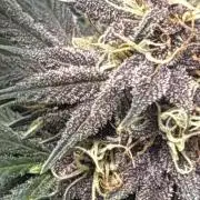 BlackBerry auto by FastBuds.