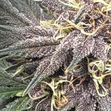 BlackBerry auto by FastBuds.
