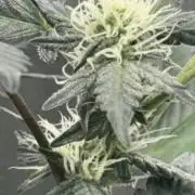 Mendo frost by Fast Buds