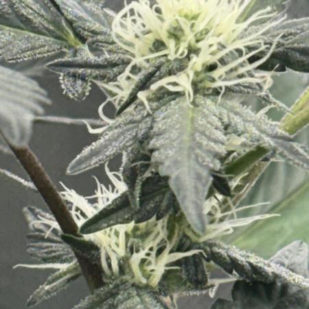 Mendo frost by Fast Buds