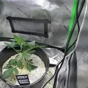 Mendo frost by Fast Buds