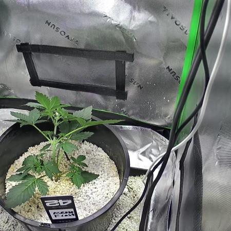 Mendo frost by Fast Buds