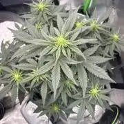 BlackBerry auto by FastBuds.
