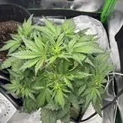 BlackBerry auto by FastBuds.