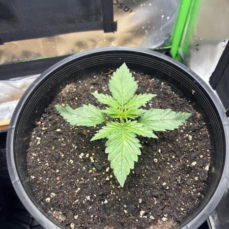 BlackBerry auto by FastBuds.
