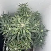 BlackBerry auto by FastBuds.