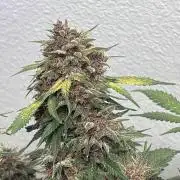 BlackBerry auto by FastBuds.