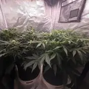 69's Purple Banana Punch
