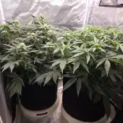 69's Purple Banana Punch