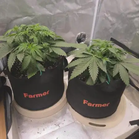 69's Purple Banana Punch