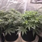 69's Purple Banana Punch