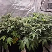 69's Purple Banana Punch
