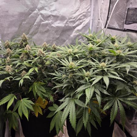 69's Purple Banana Punch
