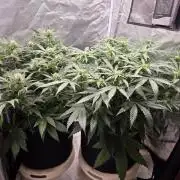 69's Purple Banana Punch