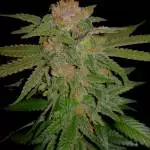 Wedding Cake - Barney's