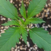 Guava Auto balcony 🌱