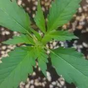 Guava Auto balcony 🌱