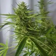 Gelato "balcony" Auto🍦
