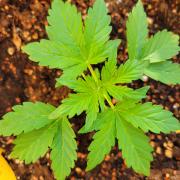 Afghan Pearl CBD outdoor