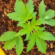 Afghan Pearl CBD outdoor
