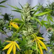 Gelato "balcony" Auto🍦