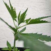 Guava Auto balcony 🌱