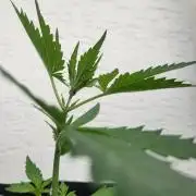 Guava Auto balcony 🌱