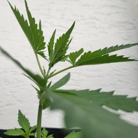 Guava Auto balcony 🌱