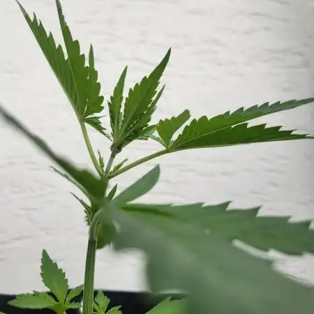 Guava Auto balcony 🌱
