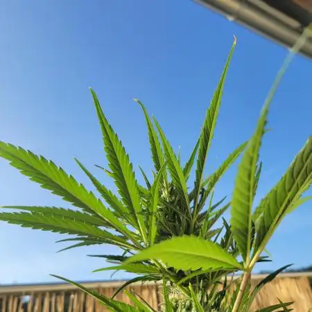 Guava Auto balcony 🌱