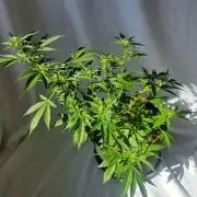 Afghan Pearl CBD outdoor