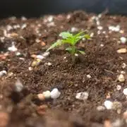Afghan Pearl CBD outdoor