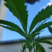 Guava Auto balcony 🌱