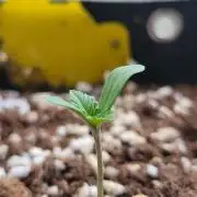 Guava Auto balcony 🌱