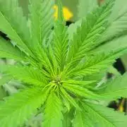 frosty "balkony" banger F4