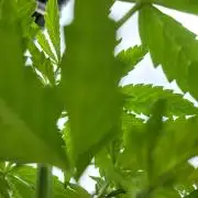 Gelato "balcony" Auto🍦