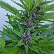 frosty "balkony" banger F4