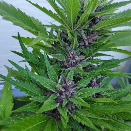 frosty "balkony" banger F4