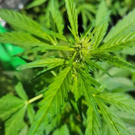 Afghan Pearl CBD outdoor