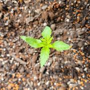 frosty "balkony" banger F4