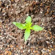 frosty "balkony" banger F4