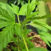 Afghan Pearl CBD outdoor